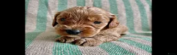 Cavapoo dogs for sale: F1 CAVAPOO PUPPIES  - Advert 2