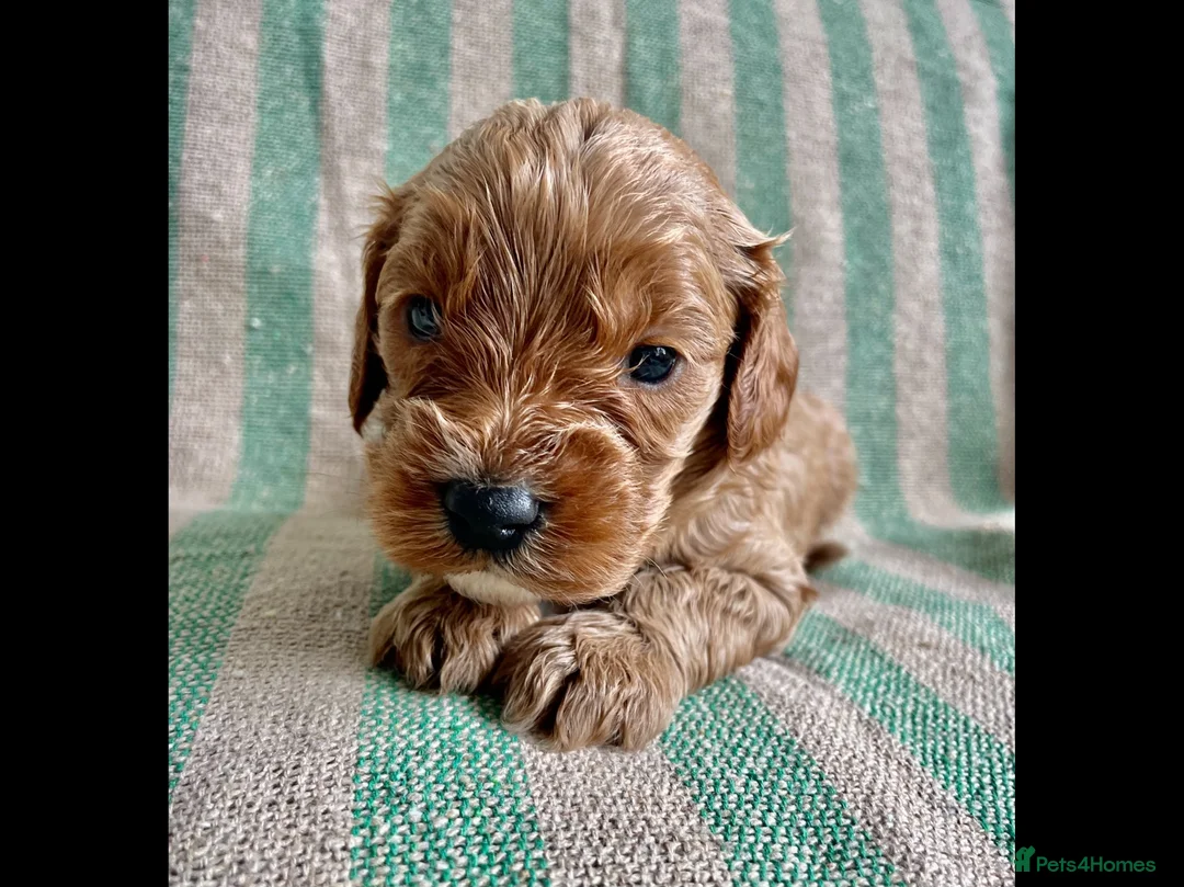 Cavapoo dogs for sale: F1 CAVAPOO PUPPIES  - Advert 2