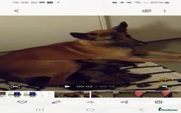 Belgian Shepherd Dog dogs for sale: Belgian malinois - Image 4