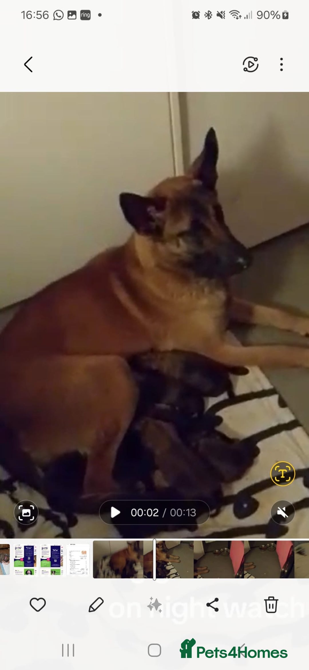 Belgian Shepherd Dog dogs for sale: Belgian malinois - Image 4