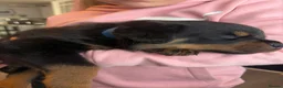 Rottweiler dogs for sale: Rottweiler puppies for sale  - Advert 3
