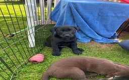 Labrador Retriever dogs for sale: Beautiful Labrador X Puppies  - Image 2