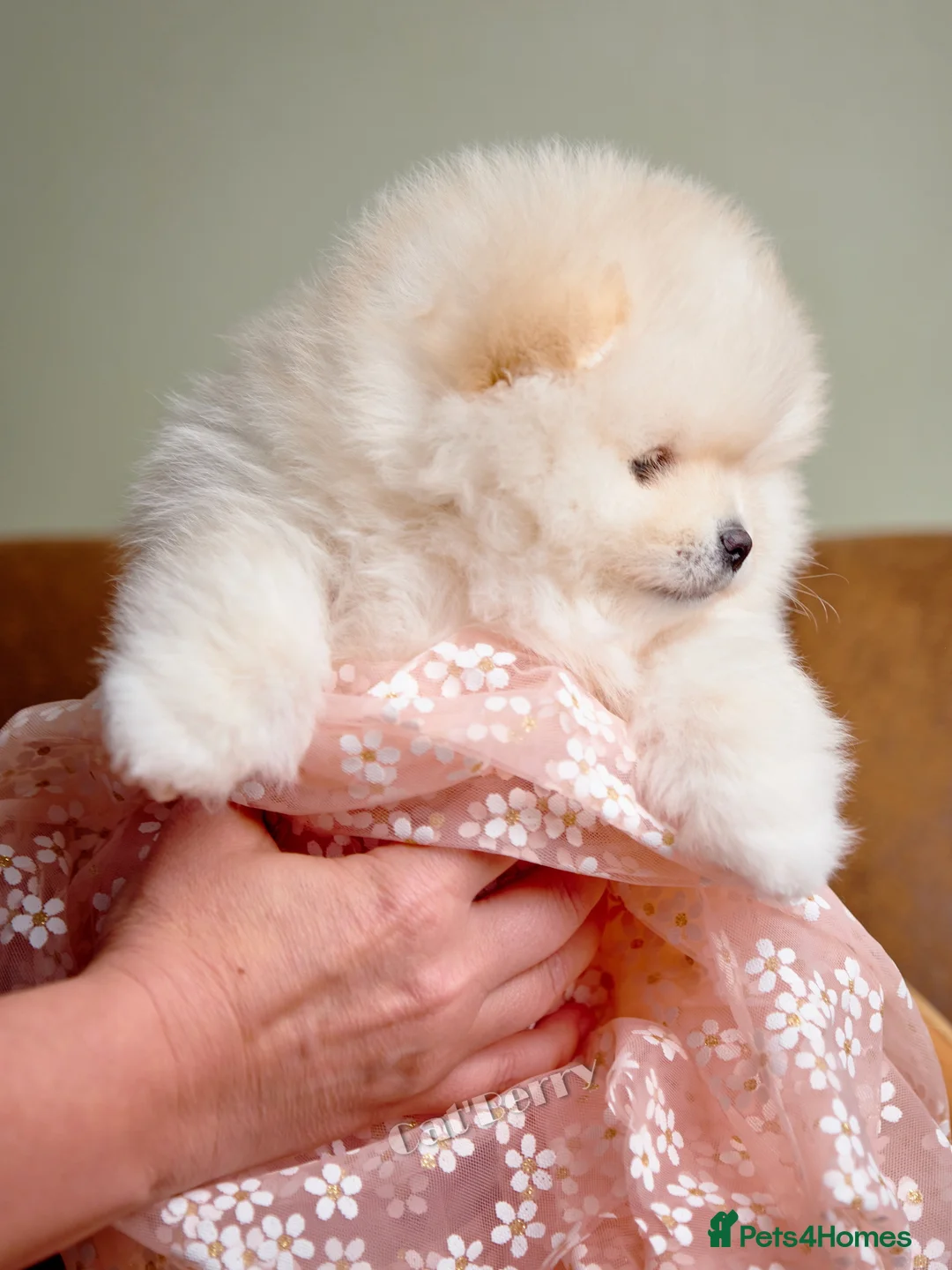 Pomeranian dogs for sale:  Pomeranian puppies. Last boy is still available - Advert 15