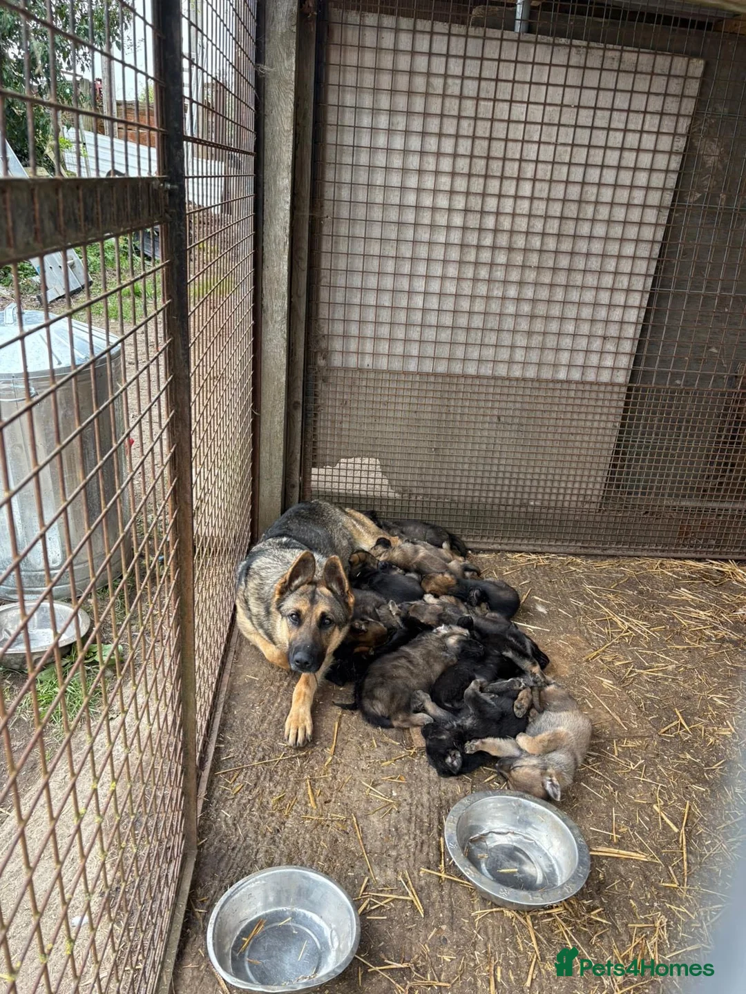 German Shepherd dogs for sale: Beautiful Alsatian Puppies male & Female for sale - Advert 3