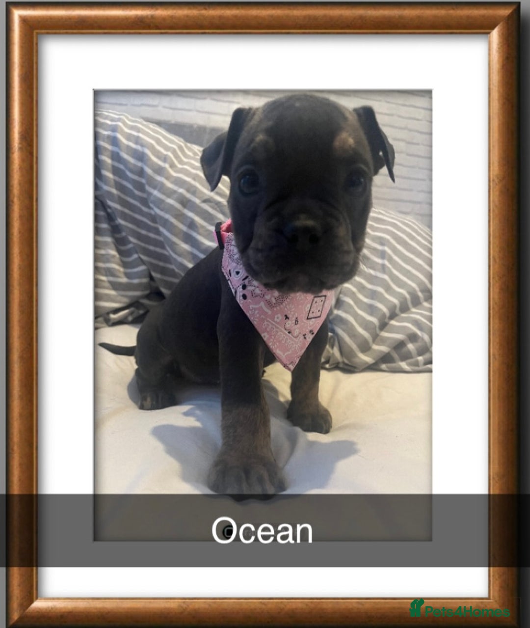 Olde English Bulldogge dogs for sale: Olde English bulldog pups  - Image 5