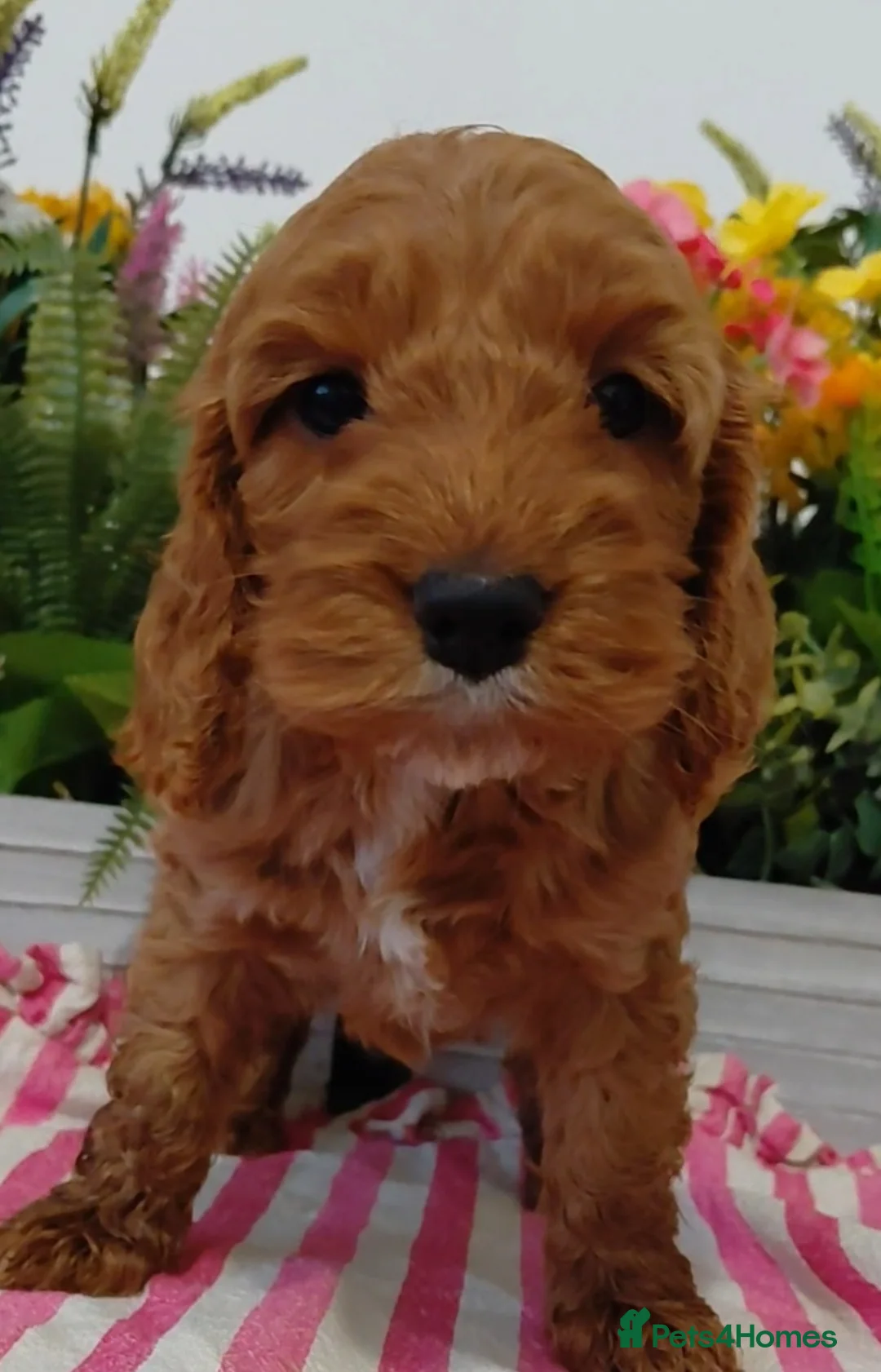 Cockapoo dogs for sale: Stunning Fox Red Cockapoo  - Advert 1