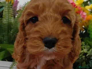 Cockapoo dogs Stunning Fox Red Cockapoo - Advert 9
