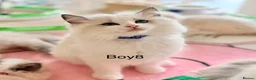 Ragdoll cats for sale: Elite TICA Ragdoll Kittens from Champion Lines  - Advert 8