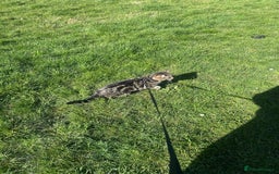 American Shorthair cats for sale: Tabby cat for adoption FREE ignore price - Advert 6