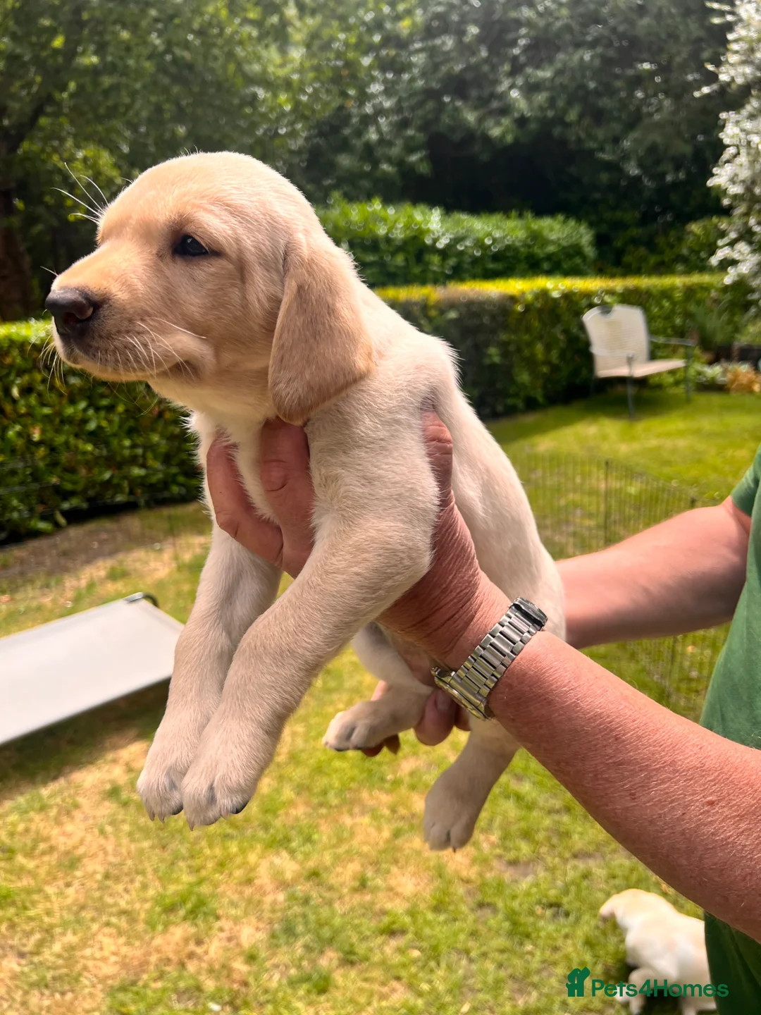 Labrador Retriever dogs for sale: 1 fox red boy & 1 yellow girl available.   in Woking - Advert 6