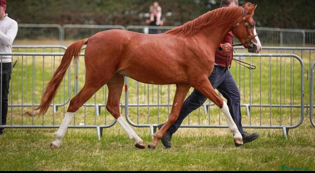 Welsh Section B horses for sale: 14.2 hh 3 year old gelding  - Image 2