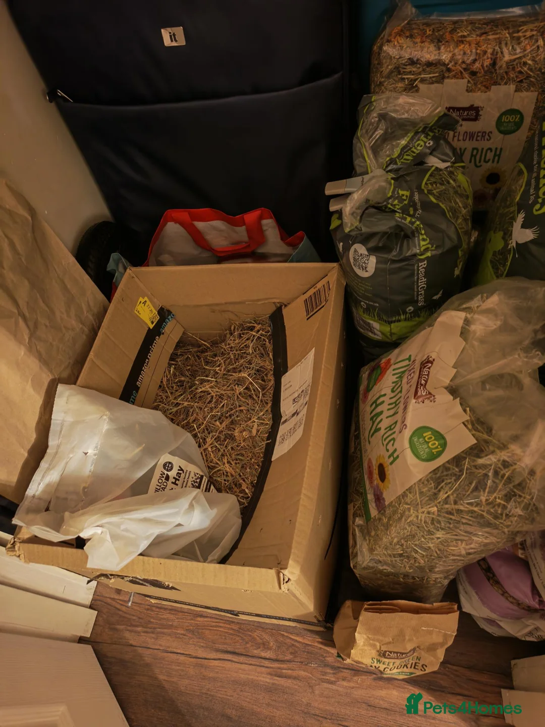 Guinea Pig rodents for sale: Skinny pigs with full set up, ramp, lid & extras - Advert 8