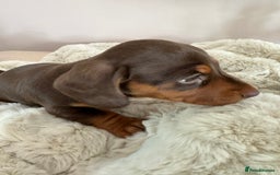 Miniature Dachshund dogs for sale: Two beautiful, sweet natured little boy puppies  - Image 14