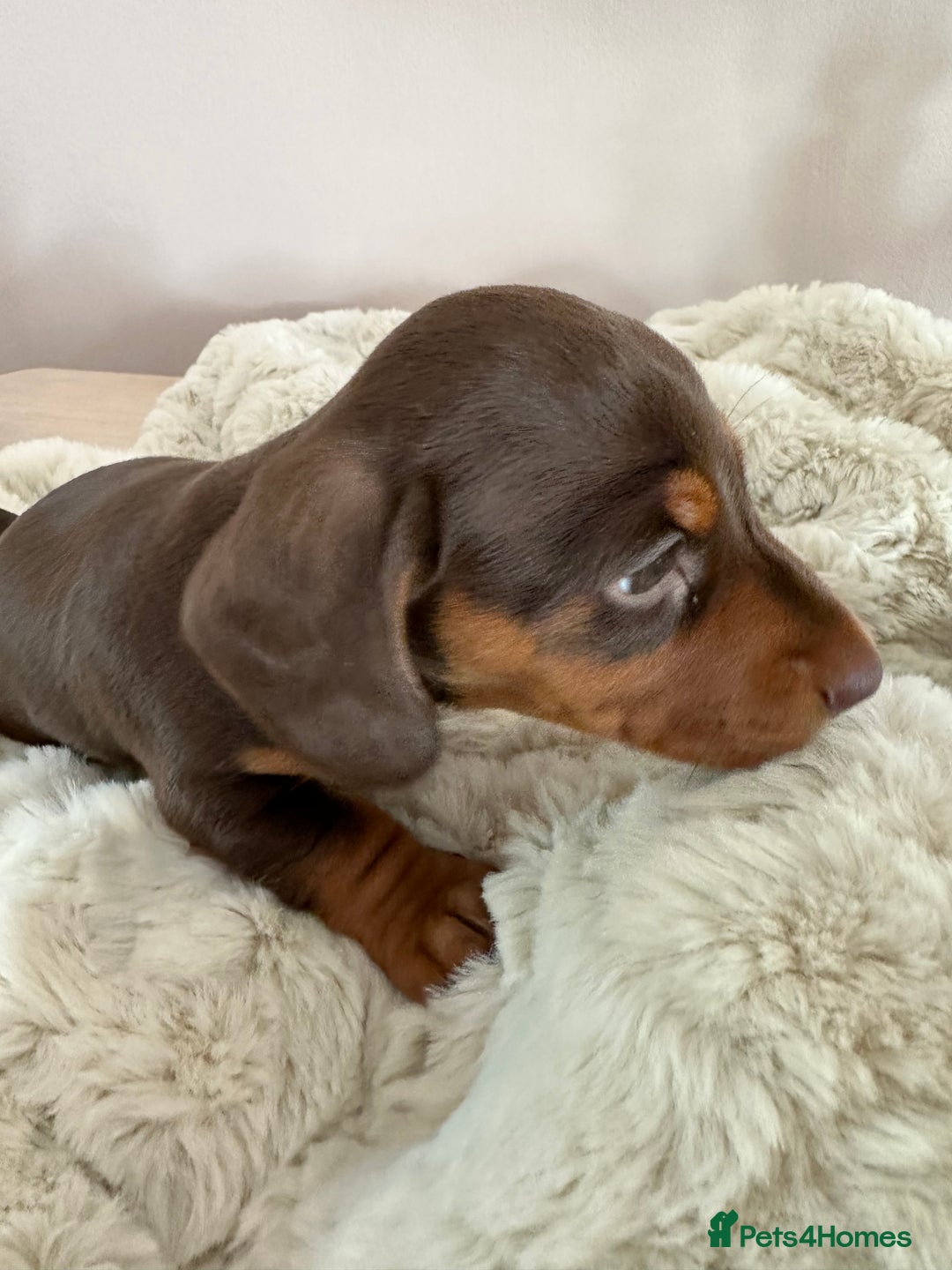 Miniature Dachshund dogs for sale: Two beautiful, sweet natured little boy puppies  - Image 14