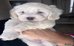Maltipoo dogs for sale: Unique maltipoo litter 🐶🩷🩵 - Image 8