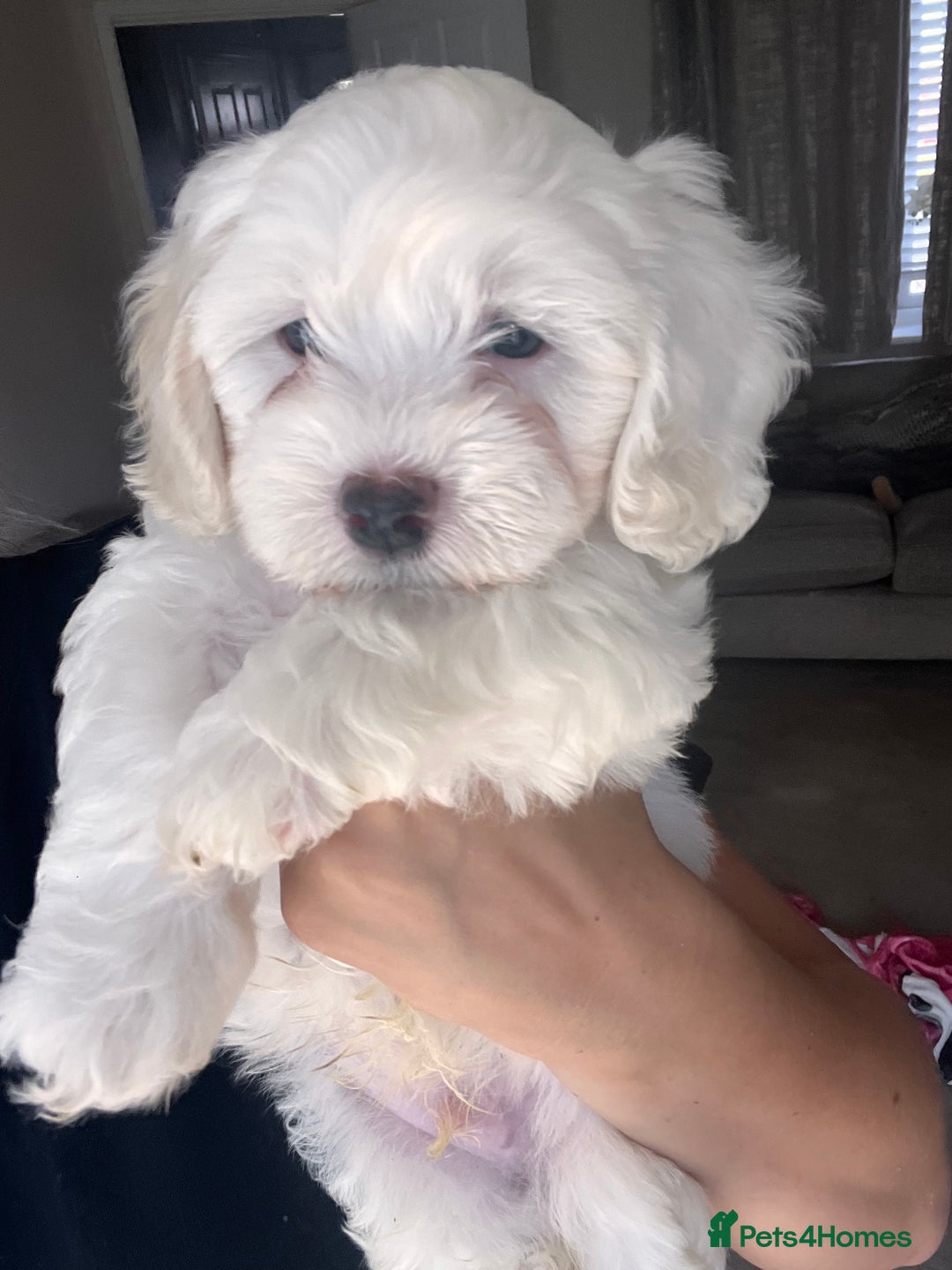 Maltipoo dogs for sale: Unique maltipoo litter 🐶🩷🩵 - Image 8