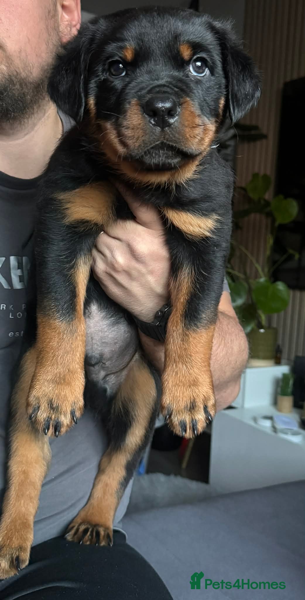 Rottweiler dogs Rottweiler Last Boy and Girl available  - Advert 13
