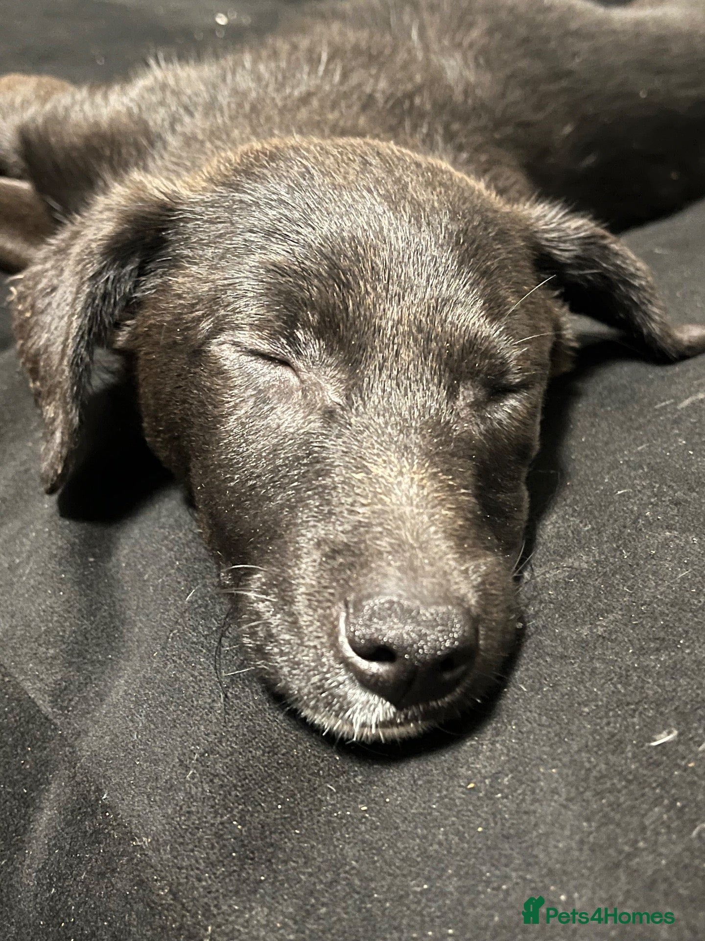 Mixed Breed dogs 8 month old puppy for sale - Advert 1