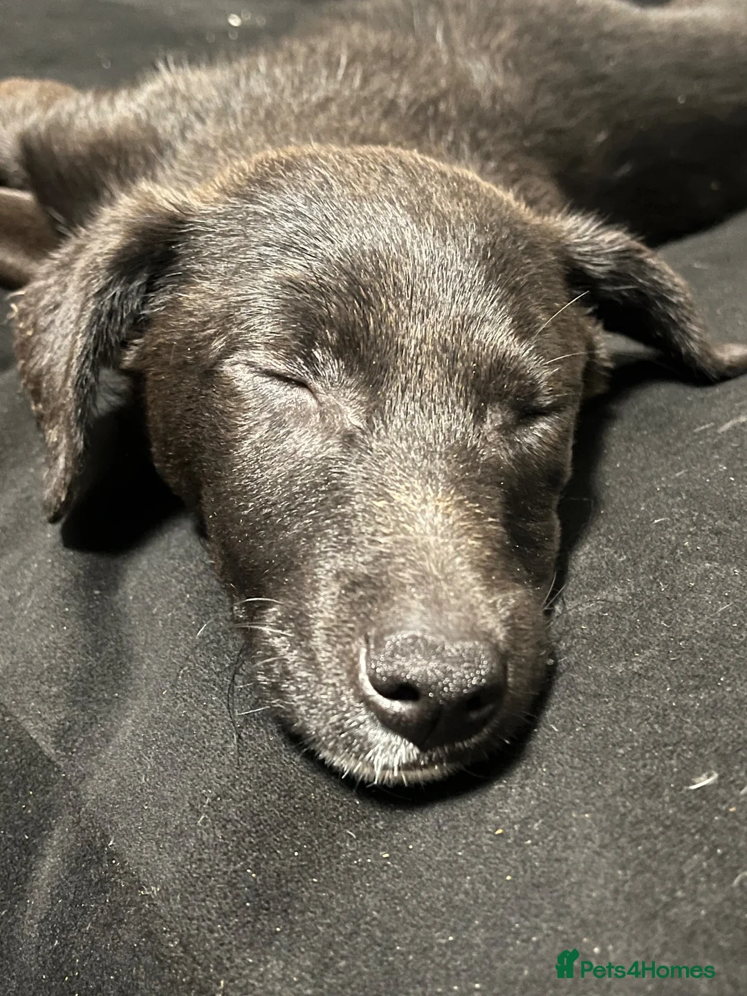Mixed Breed dogs for sale: 8 month old puppy for sale - Advert 1