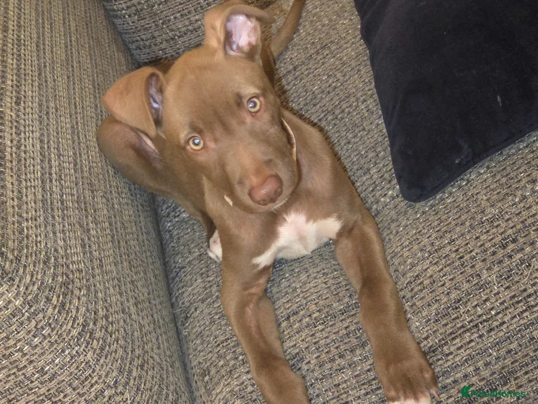 Mixed Breed dogs for sale: Tia lurcher /staff in Kingston upon Thames - Advert 2