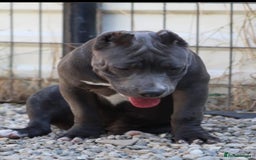 American Bully dogs for sale: Pocket bullies puppies for sale - Image 10