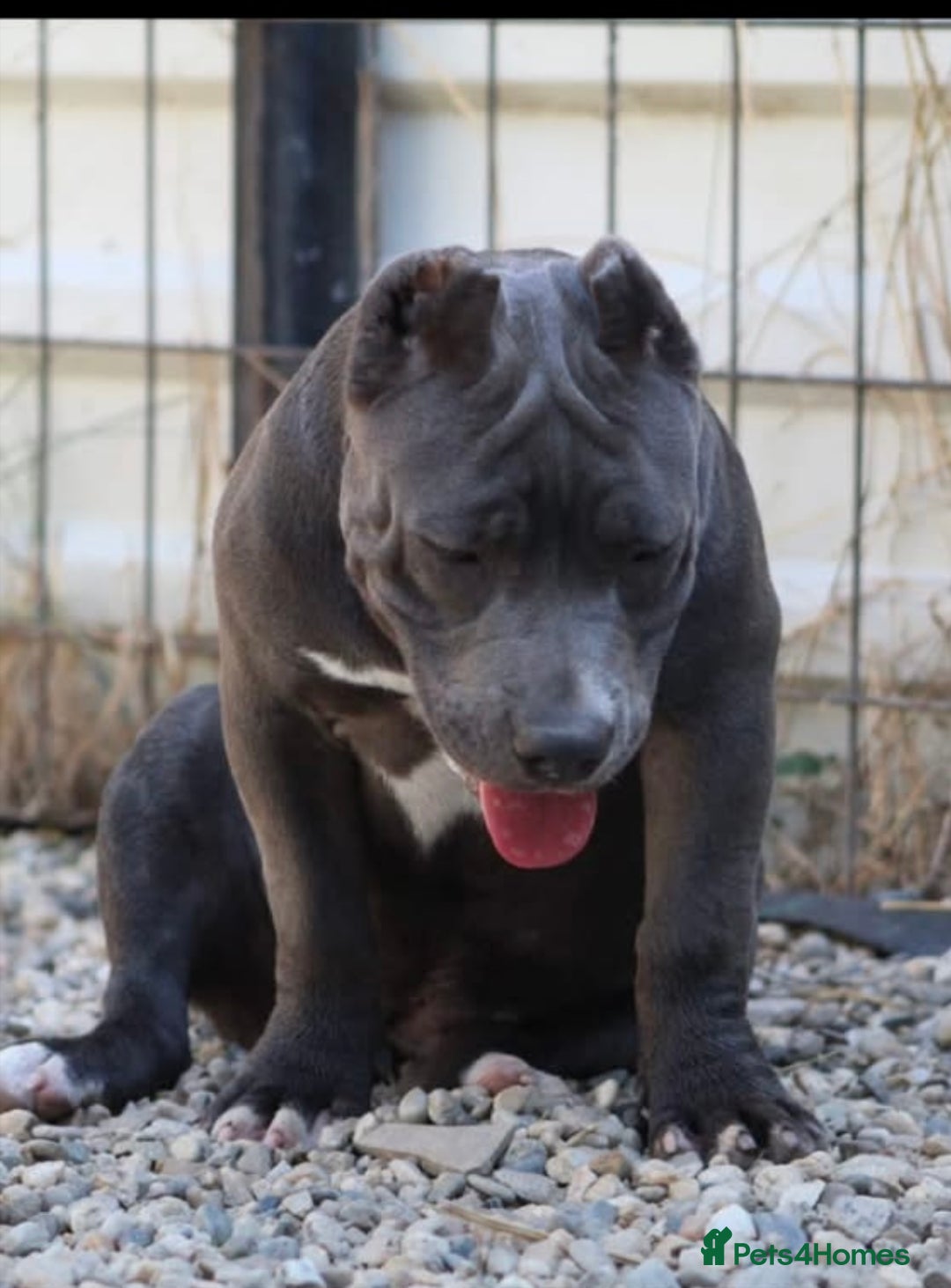 American Bully dogs for sale: Pocket bullies puppies for sale - Image 10