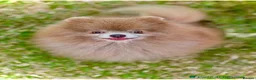 Pomeranian dogs for sale: Stunning blue and lilac mini pomeranian  in Worksop - Advert 4