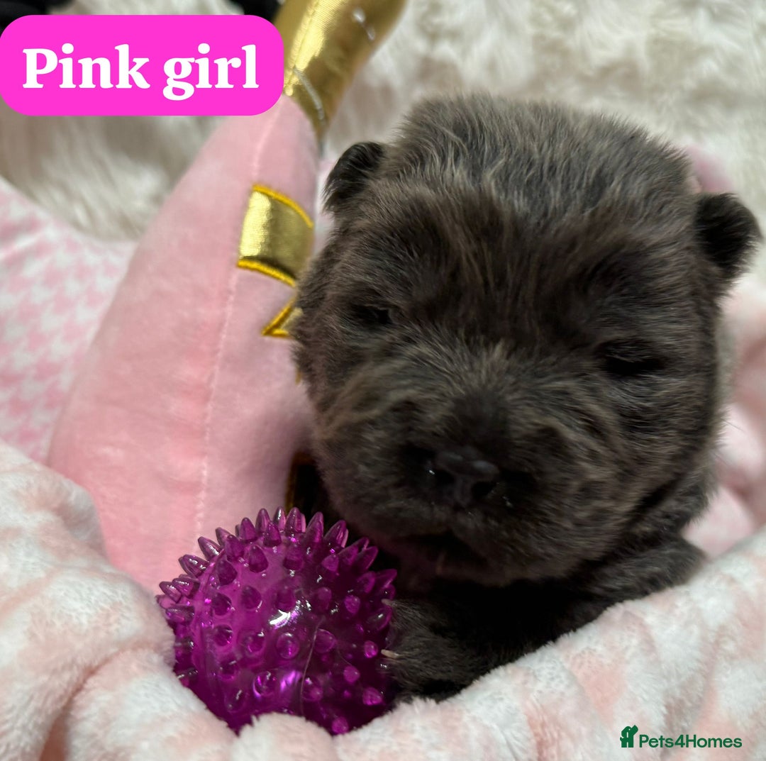 Chow Chow dogs for sale: 🏆 ** Just one Teddy Bear remaining  ** 🏆 - Advert 23