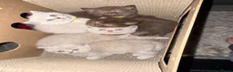 British Shorthair cats for sale: Supreme Champion Line British Shorthair Kittens - Advert 23