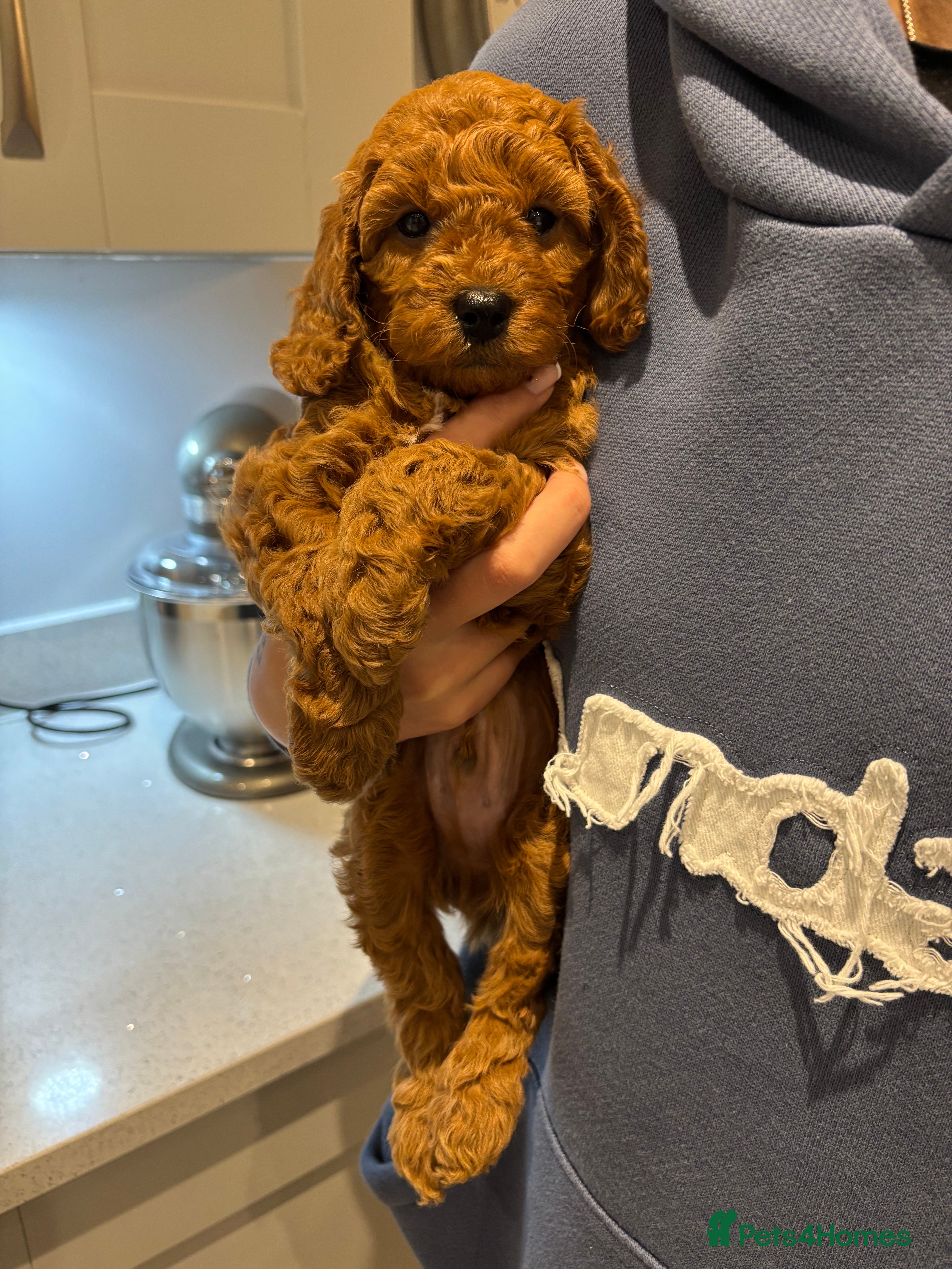 Cavapoochon dogs CAVAPOOCHON PUPPIES - ONLY 1 BOY LEFT - Advert 5