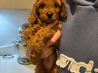 Cavapoochon dogs CAVAPOOCHON PUPPIES - ONLY 1 BOY LEFT - Advert 5