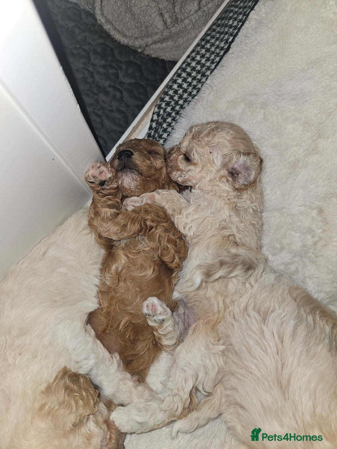 Poochon dogs for sale: Poochon pups ready 11.1.26 - Advert 8