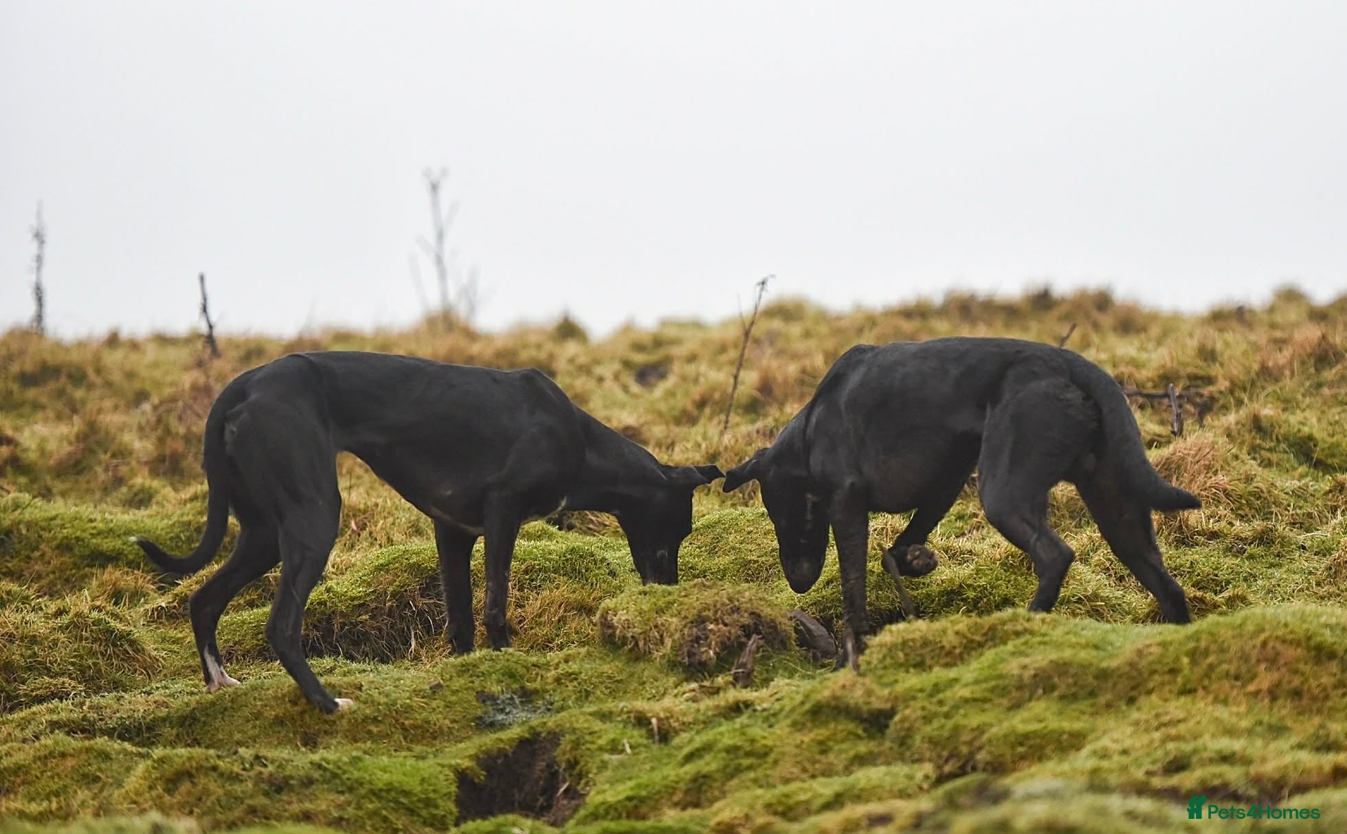 Lurcher dogs for sale: Collie whippet lab greys in Newton Aycliffe - Advert 4