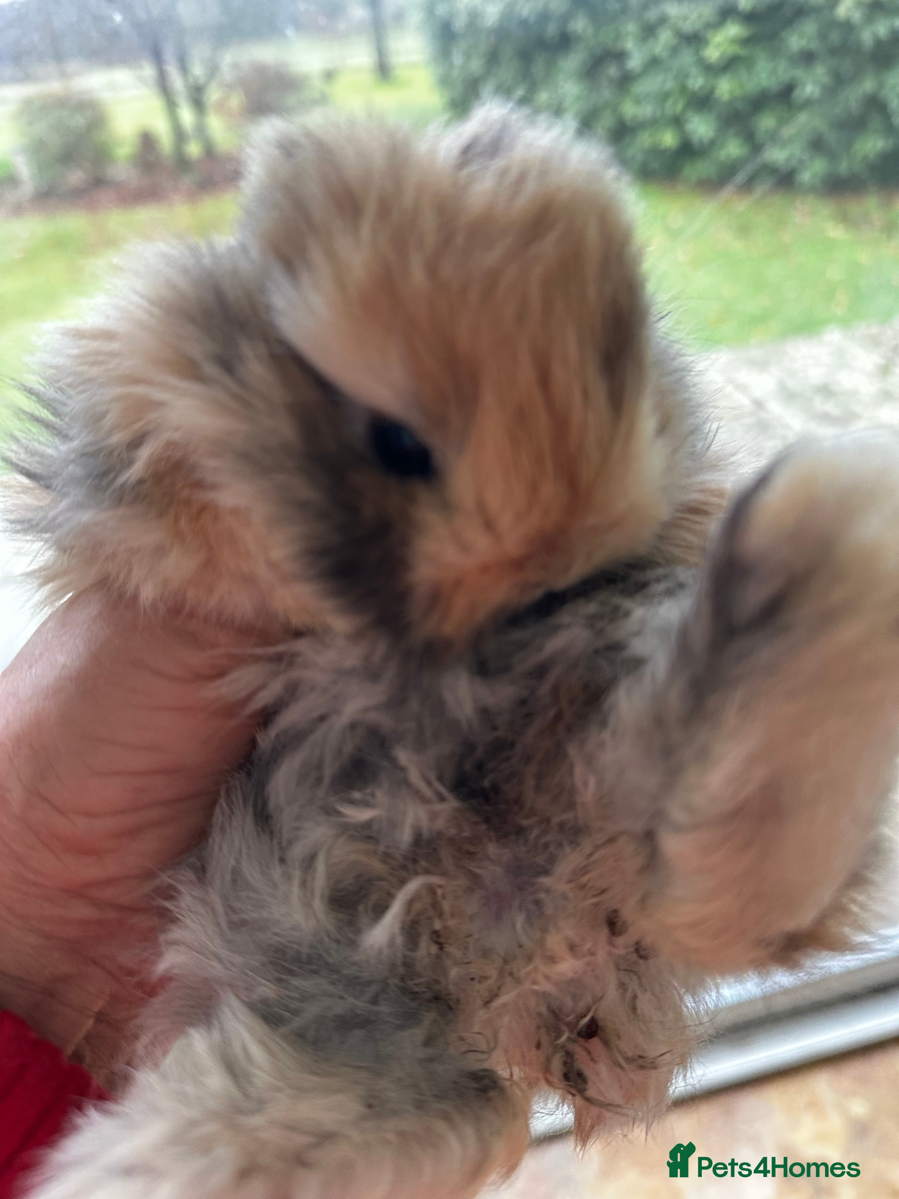 Mini Lop rabbits Mini lop baby bunnies, very well handled - Advert 3