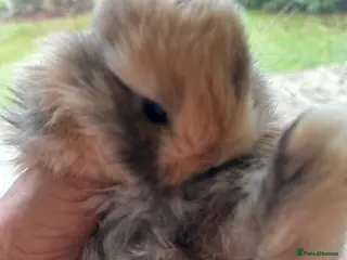 Mini Lop rabbits Mini lop baby bunnies, very well handled - Advert 15