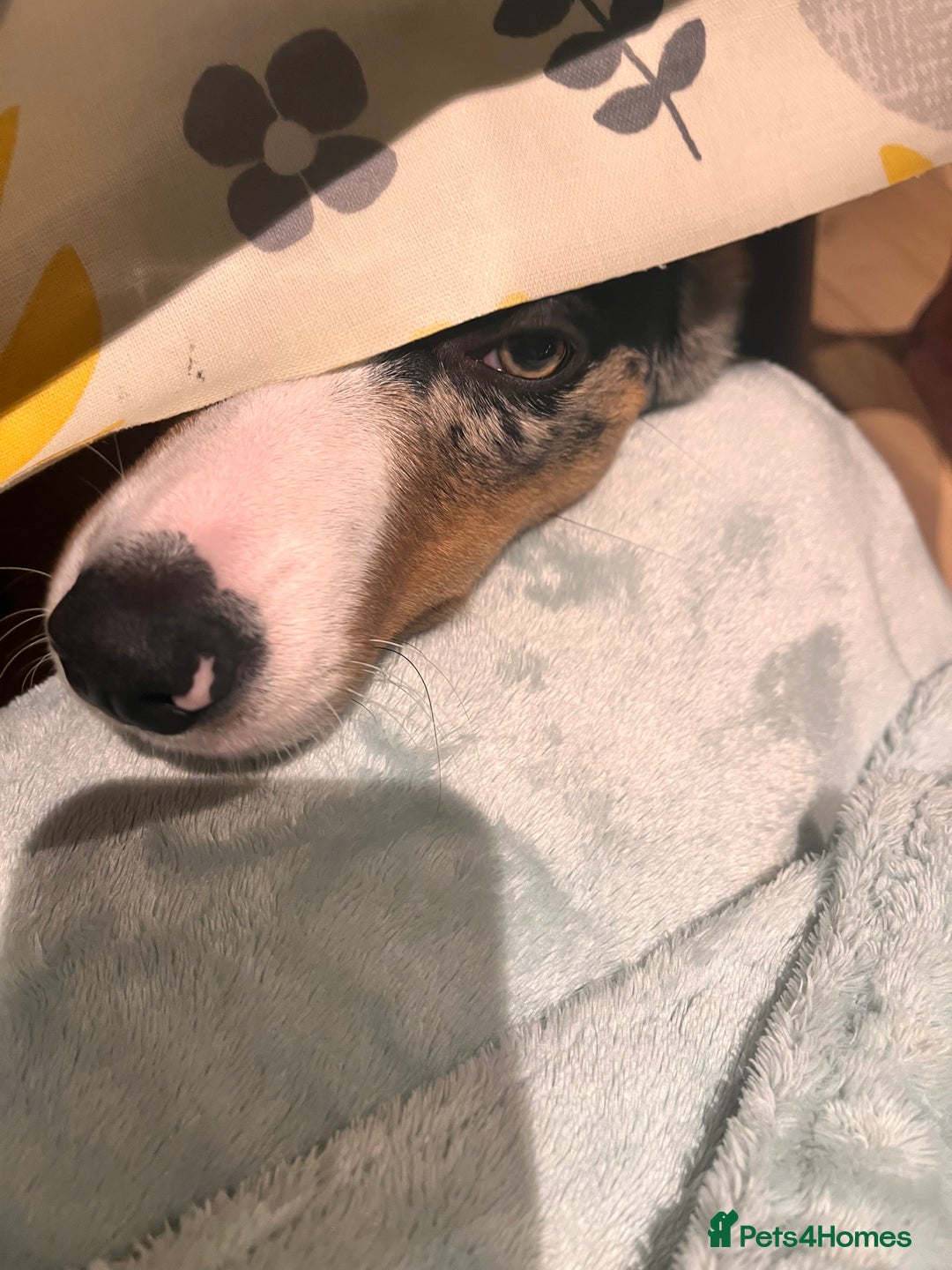 Border Collie dogs for sale: Border collie blue merle 7 months pup - Advert 6