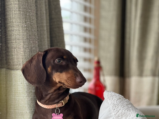 Miniature Dachshund dogs for sale - Advert 1