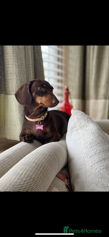 Miniature Dachshund dogs - Advert 1