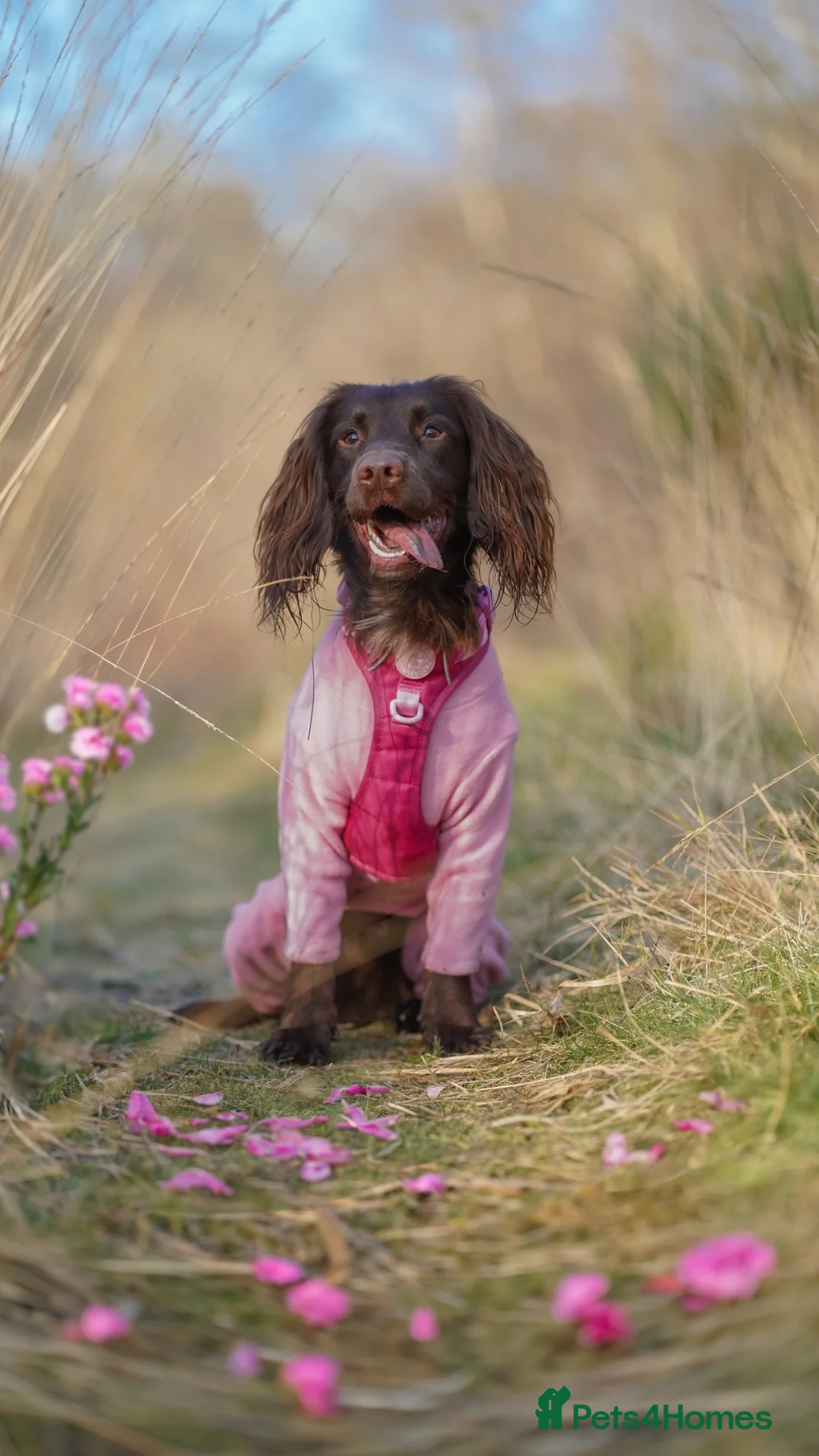 Sprocker dogs for sale: Sprocker Spaniel - 2 years old - Advert 2