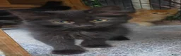 Persian cats for sale: Lovely half persian kitten - Advert 22