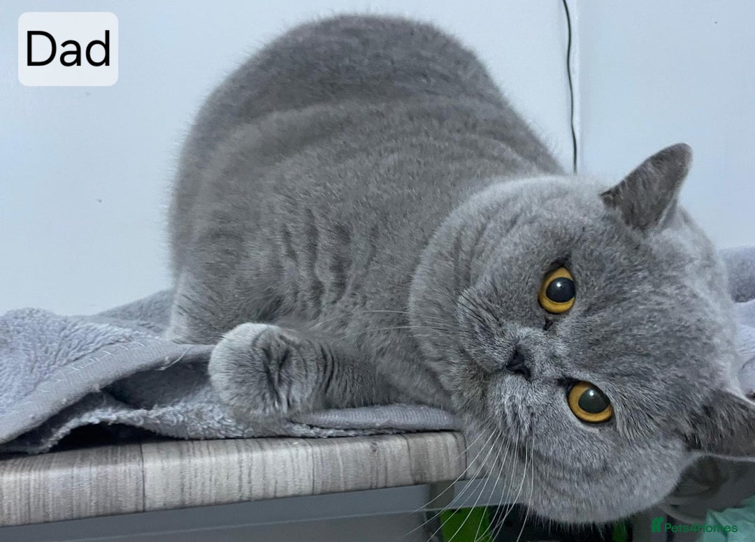 British Shorthair cats for sale: Pure british  shorthair  kittens  - Image 29