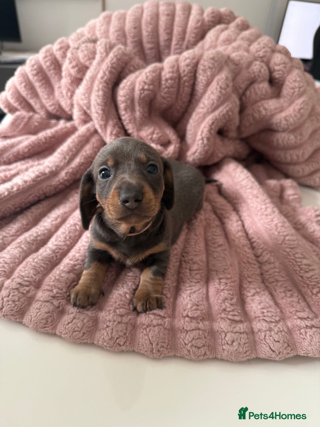 Dachshund dogs for sale: Short hair Miniature Dachshund puppies  - Image 5
