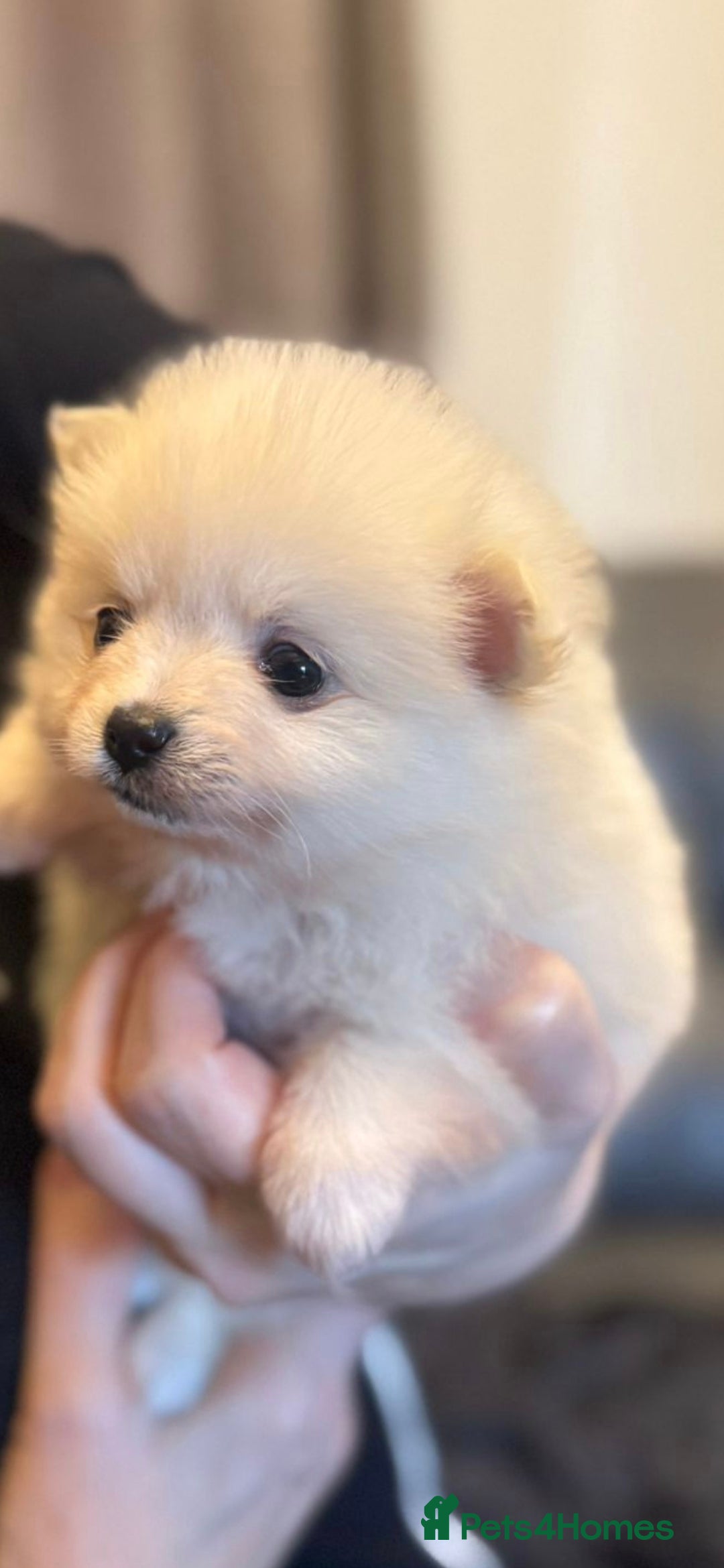 Pomchi dogs for sale: Beautiful pomchi pups - Advert 11