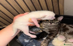 Bengal cats for sale: 4 Beautiful Bengals for sale  - Image 6