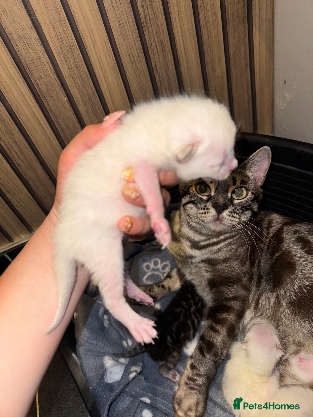 Bengal cats for sale: 4 Beautiful Bengals for sale  - Image 6
