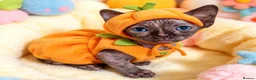 Sphynx cats for sale: STUNNING CANADIAN SPHYNX KITTENS - Advert 5
