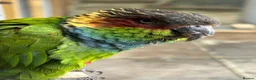 Conures birds for sale: Proven pair of blue throated conures - Advert 1