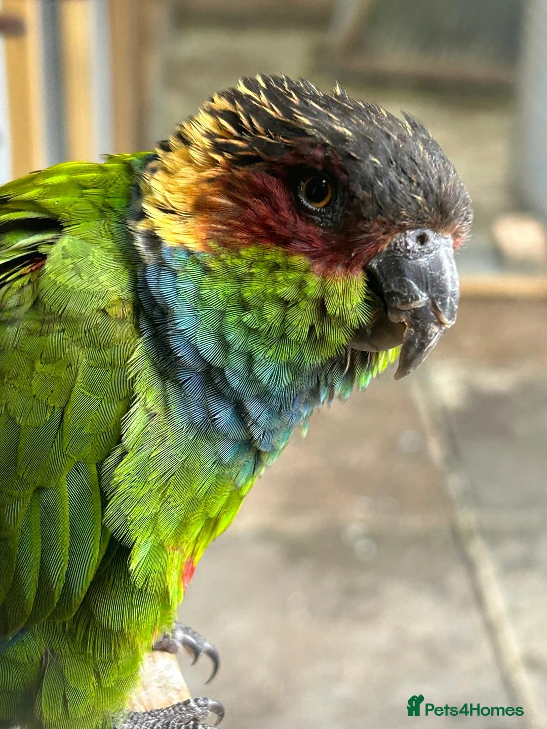 Conures birds for sale: Proven pair of blue throated conures - Advert 1