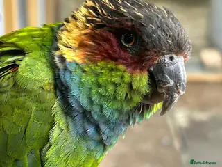 Conures birds Proven pair of blue throated conures - Advert 1