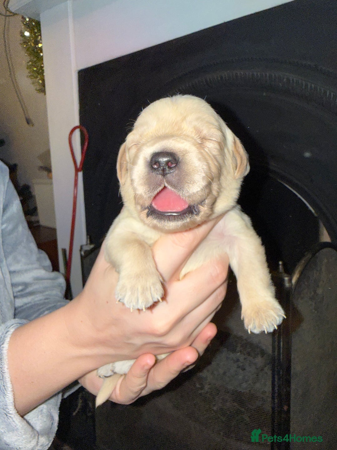 Goldador dogs for sale: 8 beautiful golden retriever x red lab puppies  - Advert 39